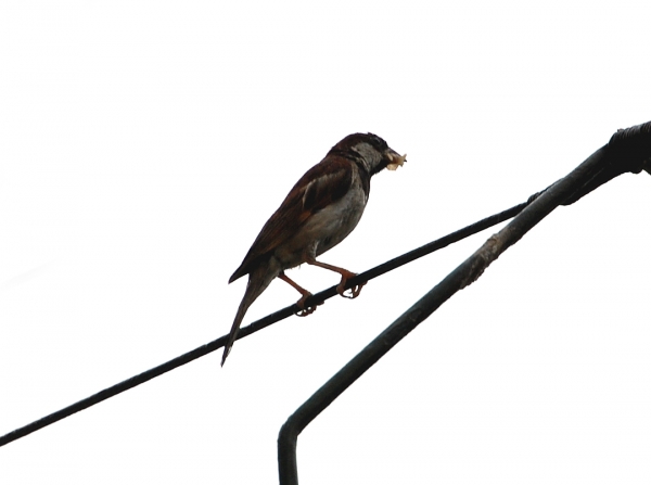 Creation of The Rare Swamp Sparrow: Step 1